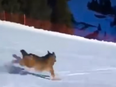 Val di Fiemme, sciatore insegue un lupo e lo fa schiantare, dopo averlo braccato, nelle reti di protezione: Enpa lo denuncia