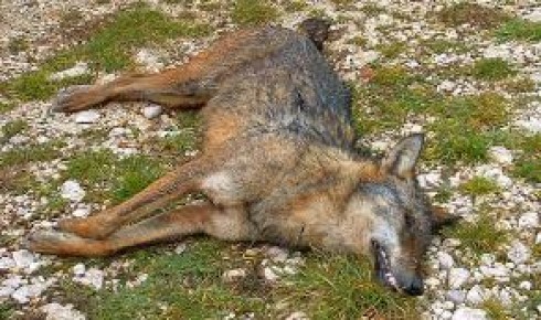 lupo ucciso lupo ucciso