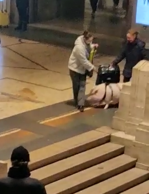 Alla stazione centrale di Milano come compagno di viaggio un maiale al guinzaglio