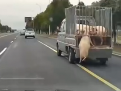 Maiale cade da un camion e si salva dal macello - Video