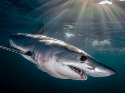 Squalo mako avvistato dalla spiaggia: bagnini ordinano ai bagnanti di uscire dall'acqua  