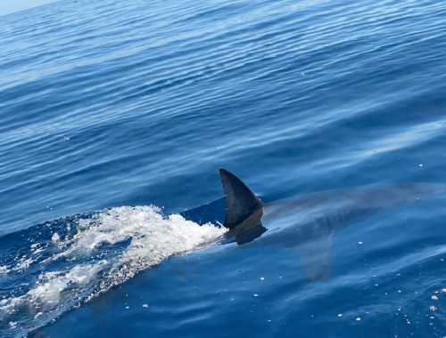 Squalo mako cattura il pesce spada all&rsquo;amo del pescatore nel Mar Tirreno &ndash; Il video