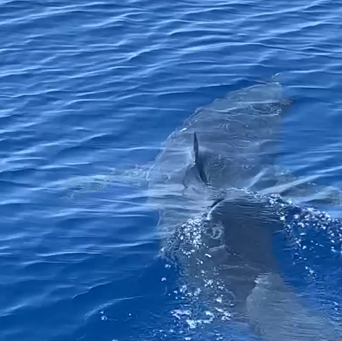 Squalo mako pinna corta, il più veloce degli squali, filmato nel Mare Ionio da un pescatore