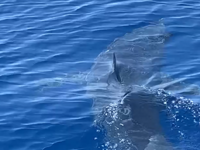 Squalo mako pinna corta, il più veloce degli squali, filmato nel Mare Ionio da un pescatore