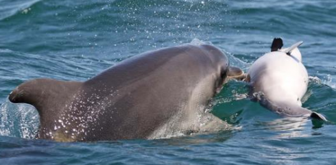 Mamma delfino trascina il cucciolo morto e cerca di rianimarlo - VIDEO