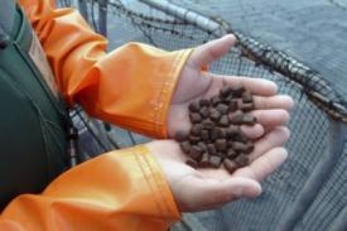 mangime per pesce d'allevamento mangime per pesce d'allevamento