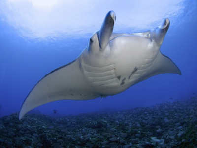 Rara manta avvistata nel mare del Salento - VIDEO