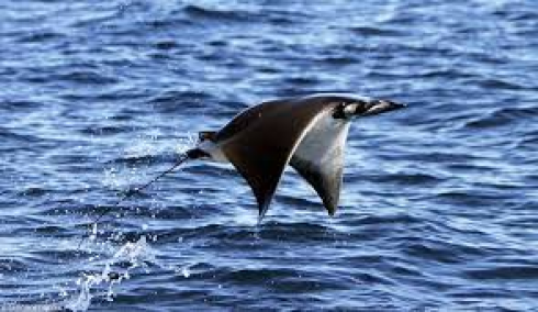 Spettacolo incredibile nelle acque del Salento: anche la manta volante
