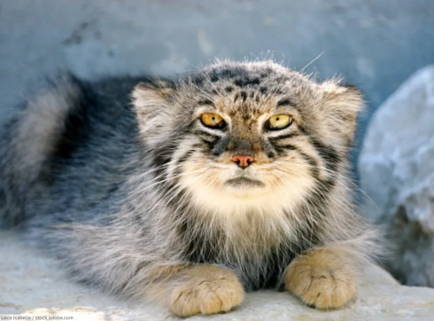 Sull’Himalaya avvistato per la prima volta il raro gatto manùl