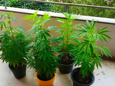 La Corte di Cassazione, nuovo orientamento: “Non è reato coltivare cannabis in casa a uso terapeutico”