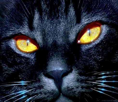 medium_occhi_di_gatto medium_occhi_di_gatto