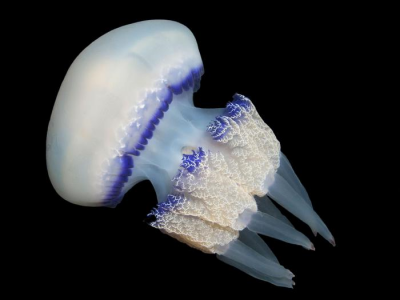 Tornano le meduse in basso Adriatico: morsi sui bagnanti soccorsi dai bagnini