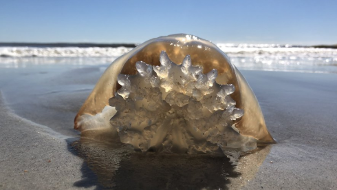 Vacanze estive, tornano le meduse in basso Adriatico