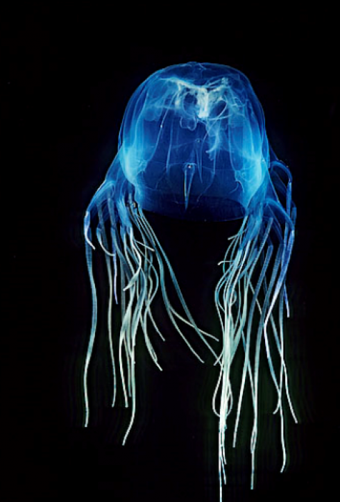 Bimba italiana di 7 anni uccisa da una medusa. 