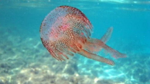 Nel mare paradisiaco di Otranto migliaia di meduse fuori stagione alla fine di novembre
