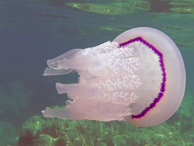 Tornano le meduse in alto Adriatico: video spettacolare sotto costa