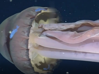 Avvistamento eccezionale di una rarissima medusa grande quanto uno scuolabus &ndash; Il video