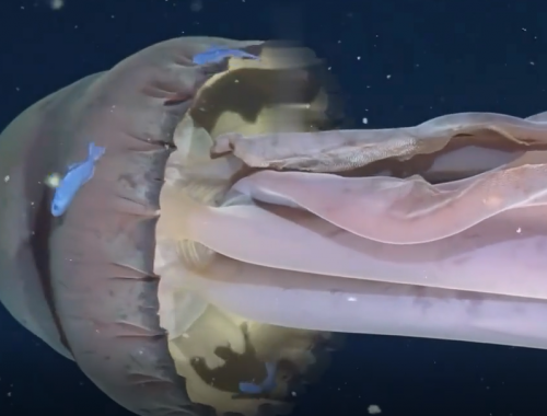 Avvistamento eccezionale di una rarissima medusa grande quanto uno scuolabus &ndash; Il video