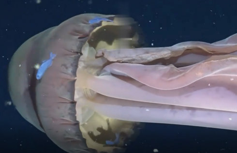 Avvistamento eccezionale di una rarissima medusa grande quanto uno scuolabus &ndash; Il video