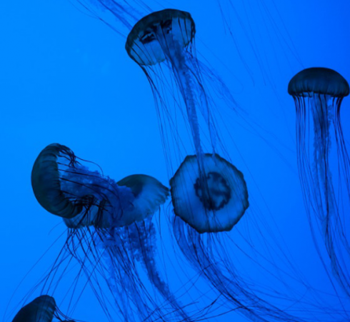 Pizzicati in mare, tornano le meduse in basso Adriatico: morsi sui bagnanti soccorsi dai bagnini.