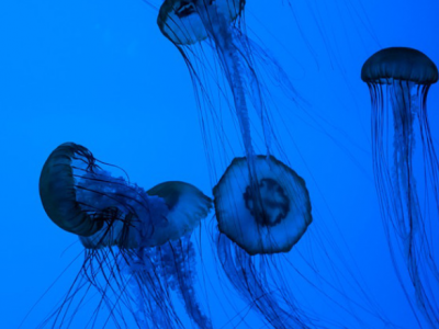 Pizzicati in mare, tornano le meduse in basso Adriatico: morsi sui bagnanti soccorsi dai bagnini.