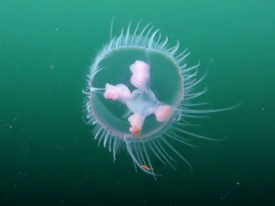 Le meduse Craspedacusta Sowerbii arrivano nel lago Ceresio