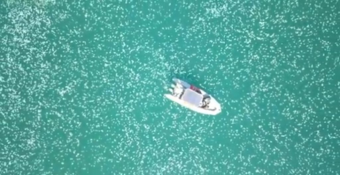 Ambiente: uno sciame di meduse ha inondato il mare nella città di Haifa in Israele - VIDEO