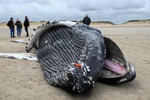 Francia, gigantesca megattera morta sulla spiaggia del Pas de Calais