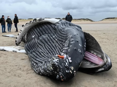 Francia, gigantesca megattera morta sulla spiaggia del Pas de Calais