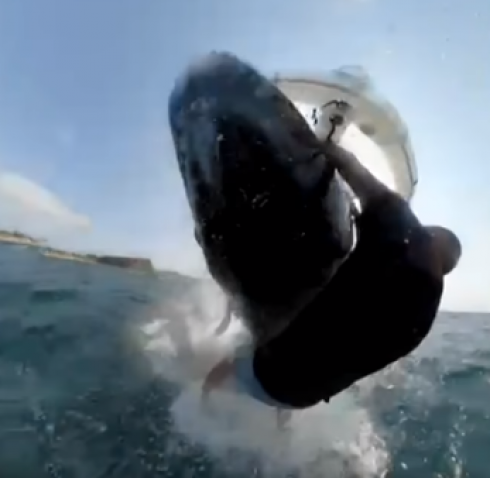 Incredibile filmato del momento in cui il windsurfer di Sydney si schianta contro una balena