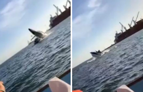 Una balena salta fuori dall’acqua e ricadendo schiaccia uno yacht con alcuni turisti a bordo al largo delle coste del Messico- VIDEO 