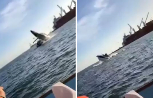 Una balena salta fuori dall’acqua e ricadendo schiaccia uno yacht con alcuni turisti a bordo al largo delle coste del Messico- VIDEO