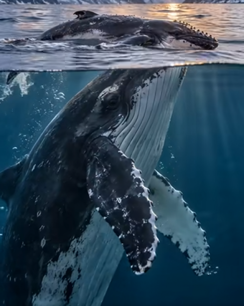 Filmato senza precedenti: gli scienziati riprendono una balena megattera che piange il suo cucciolo nato morto