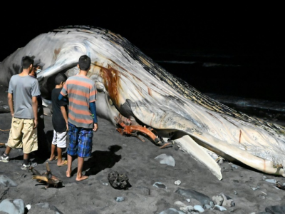 El Salvador, gigantesca megattera morta sulla spiaggia salvadoregna: rimossa con escavatori.