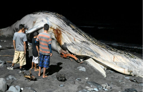 El Salvador, gigantesca megattera morta sulla spiaggia salvadoregna: rimossa con escavatori.