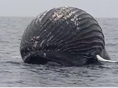 Una balena morta che galleggia alla deriva minaccia di esplodere. Ecco il video