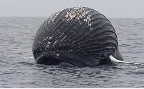 Una balena morta che galleggia alla deriva minaccia di esplodere. Ecco il video