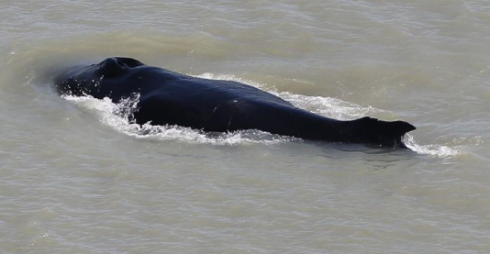 Le megattere vagano nel fiume infestato dai coccodrilli in Australia.