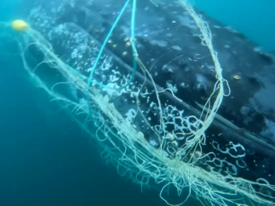 Megattera salvata dalle reti da pesca da un gruppo ambientalista