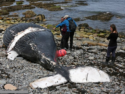 Attrezzi da pesca abbandonati in mare uccidono una megattera