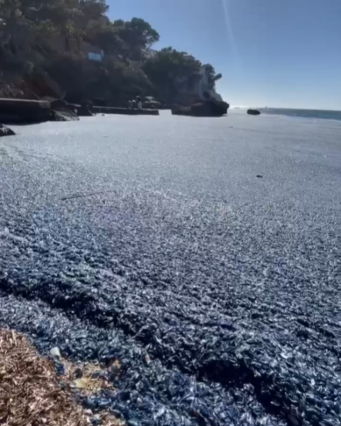 Allarme Mediterraneo: causa il riscaldamento globale, milioni di meduse Vela invadono le spiagge da sogno di Maiorca - Il video