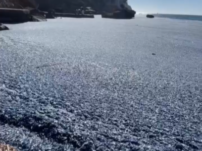 Allarme Mediterraneo: causa il riscaldamento globale, milioni di meduse Vela invadono le spiagge da sogno di Maiorca - Il video