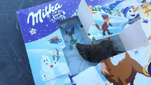Una bambina scopre un topo morto nel suo "Milka Calendario dell'Avvento".... 