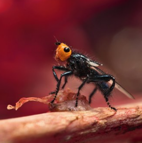 Pirenei: una specie di mosca dalla testa arancione, considerata estinta dal 1836, è stata riscoperta in Francia