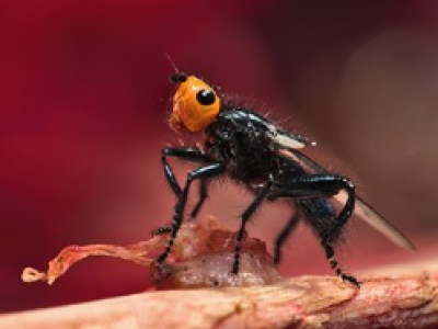 Pirenei: una specie di mosca dalla testa arancione, considerata estinta dal 1836, è stata riscoperta in Francia