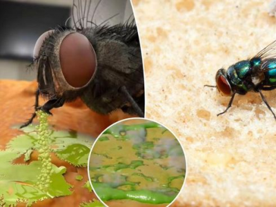 Ecco cosa succede quando una mosca si posa sul tuo cibo – Video rivelatore 