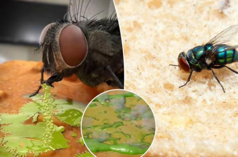 Ecco cosa succede quando una mosca si posa sul tuo cibo – Video rivelatore 
