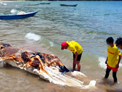 Misteriosa creatura marina trovata in Malesia – Il video