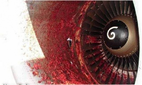 Incidente choc, muore risucchiato dal motore di un jet in rullaggio della compagnia aerea low cost spagnola Volotea