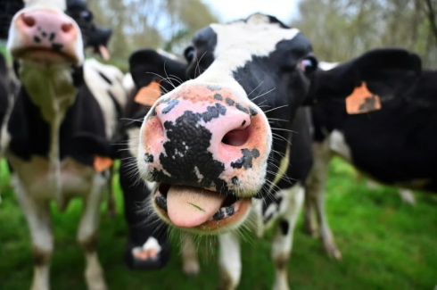 Influenza aviaria rilevata nel latte: l'Oms raccomanda solo il consumo di latte pastorizzato